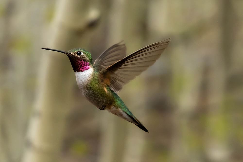 Male broad tailed hummingbird
