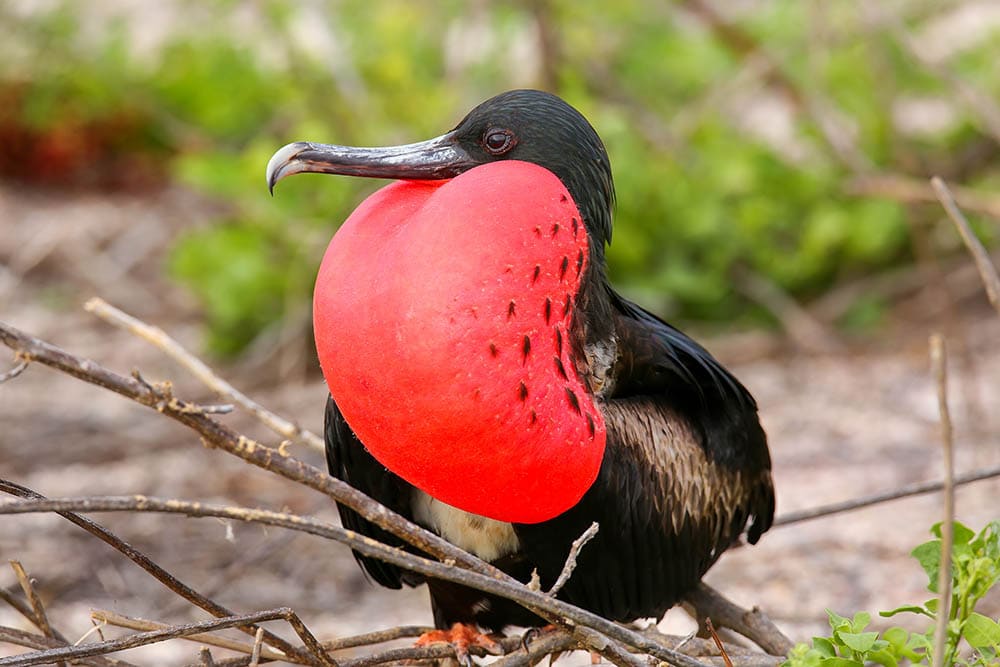 Male Magnificent Frigatebird