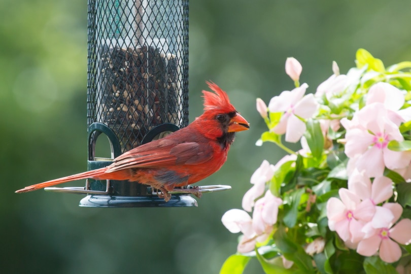 male northern cardinal bird eating