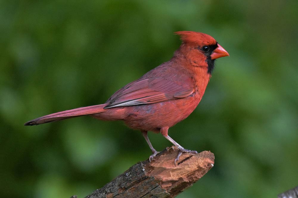 male northern cardinal perched