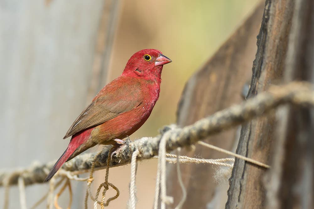 Male Red-billed Firefinch