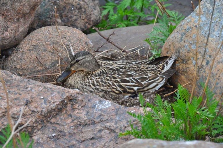 When Do Mallard Ducks Lay Eggs? Mallard Nesting Explored Optics Mag