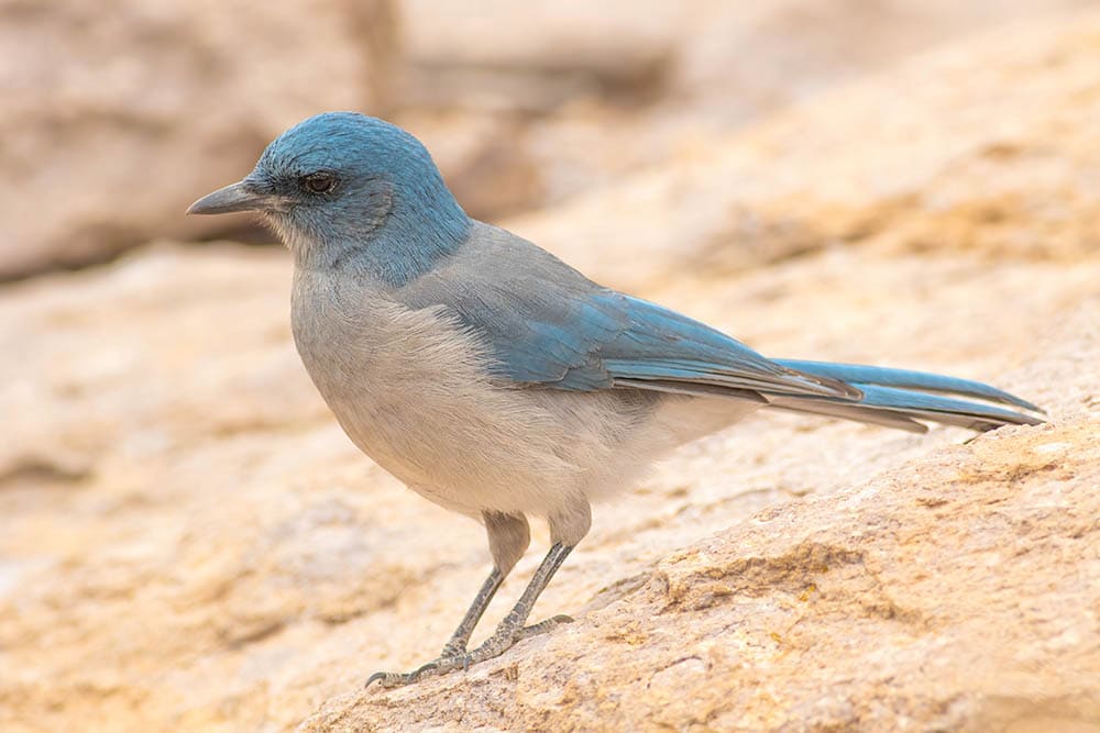 mexican jay standing on a rock