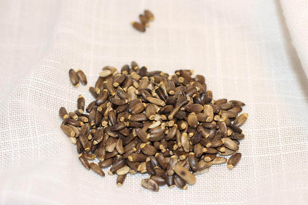 milk thistle seeds
