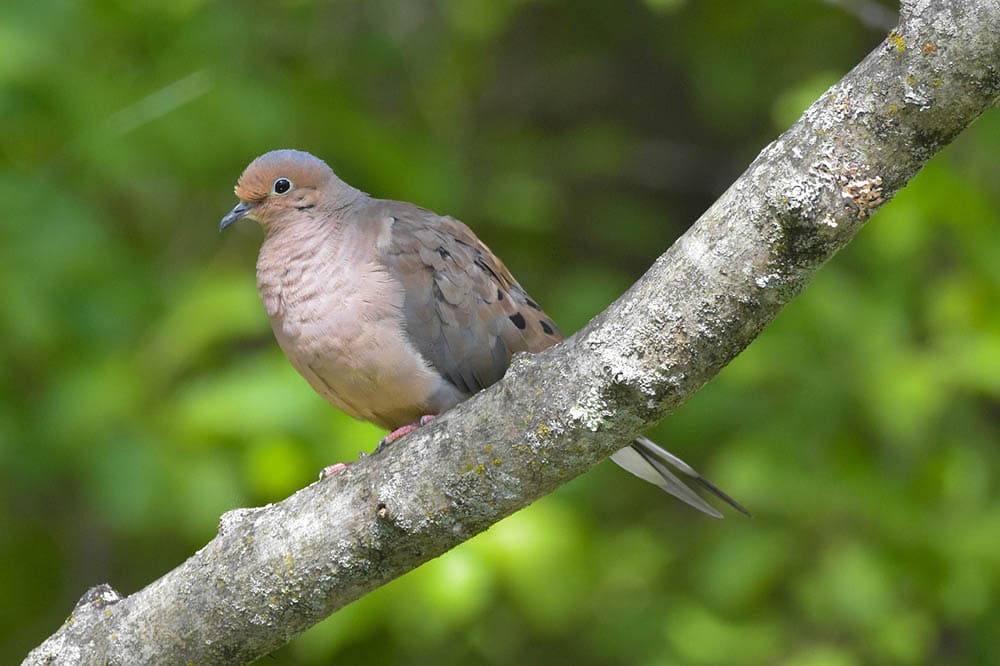 mourning dove perched on a branch
