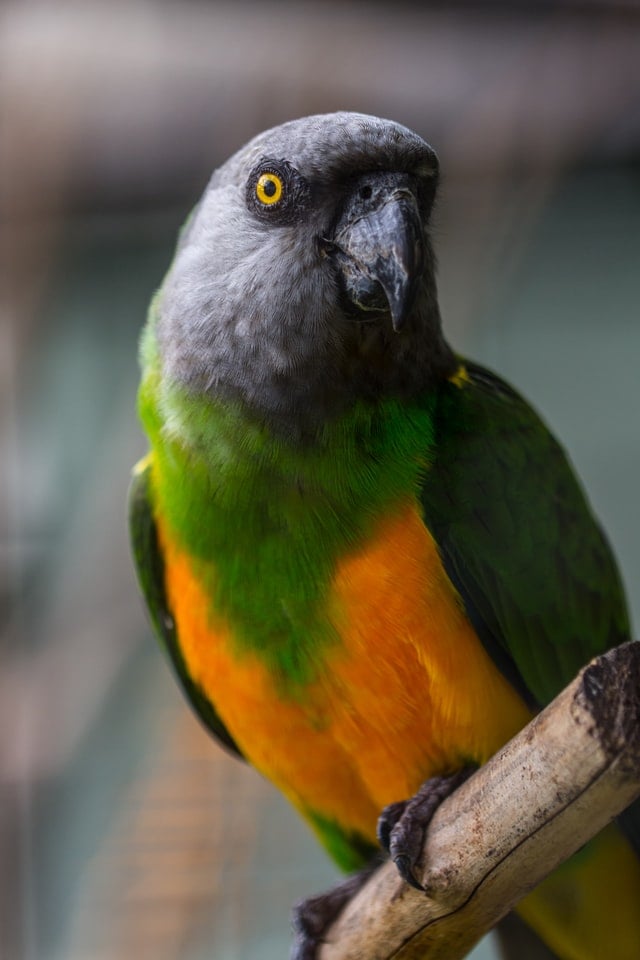 multicolor parrot inside a cage