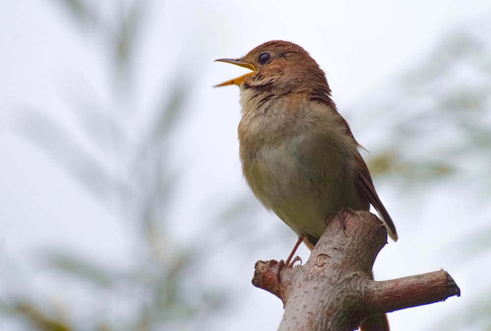 nightingale singing