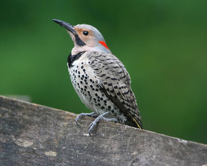 16 Species of Woodpeckers in California (With Pictures) Optics Mag