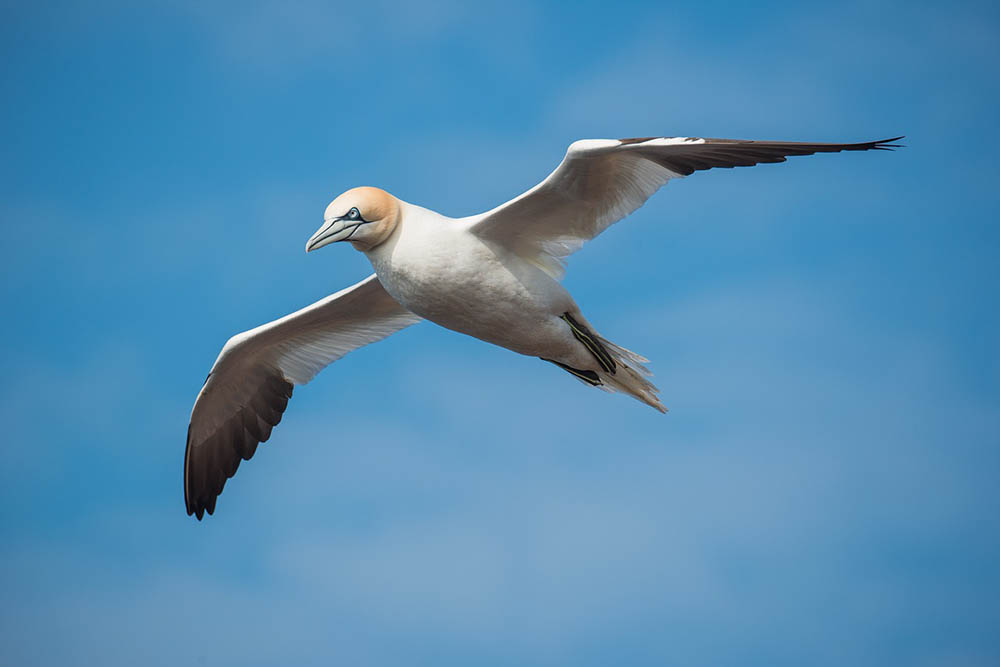 northern gannet flying