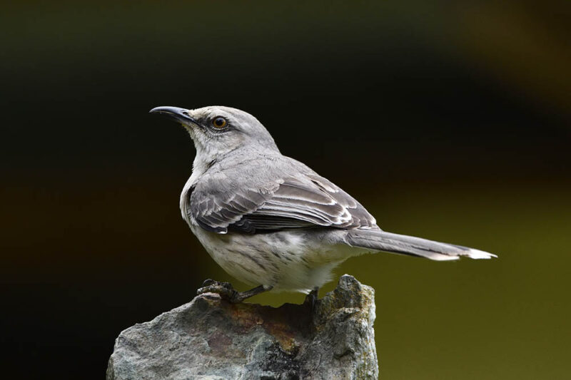 northern mockingbird up close