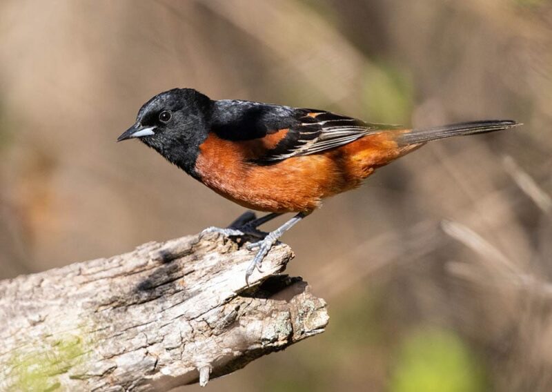 Orchard oriole