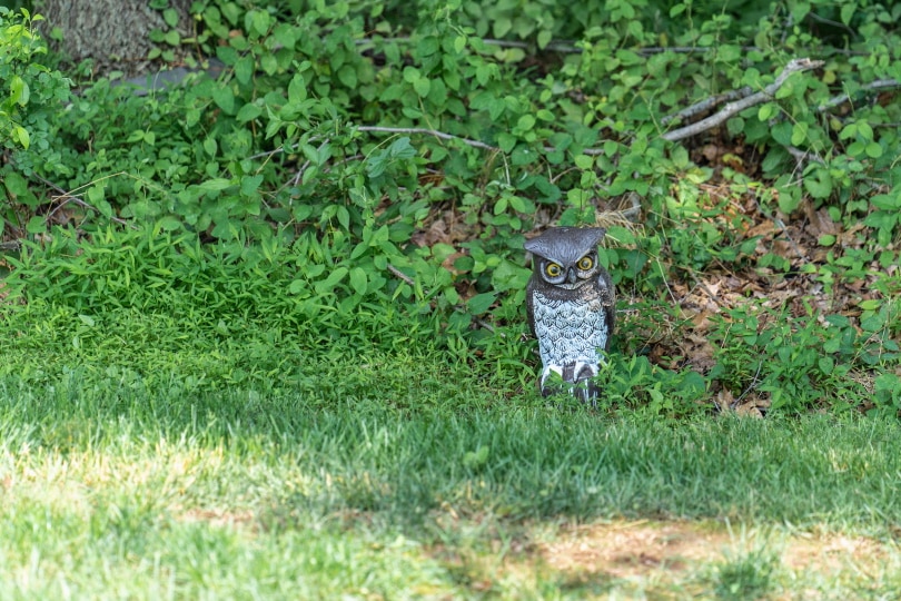 owl decoy on the grass