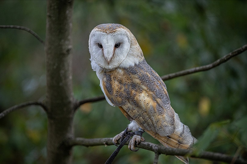owl perching on a tree