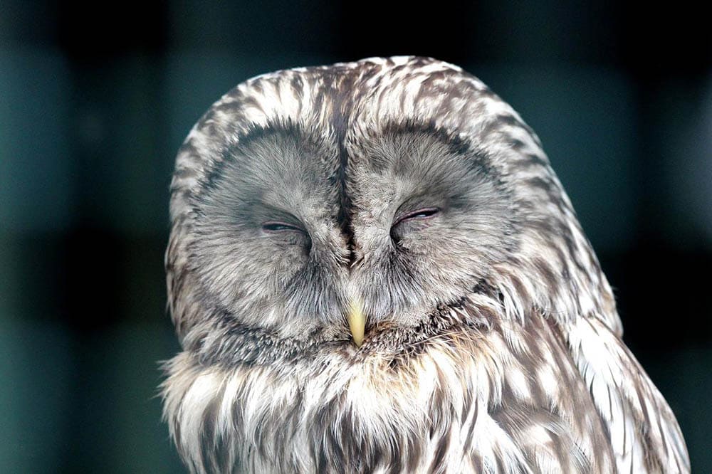 How Long Do Birds Sleep? Do They Sleep Through The Night? Optics Mag
