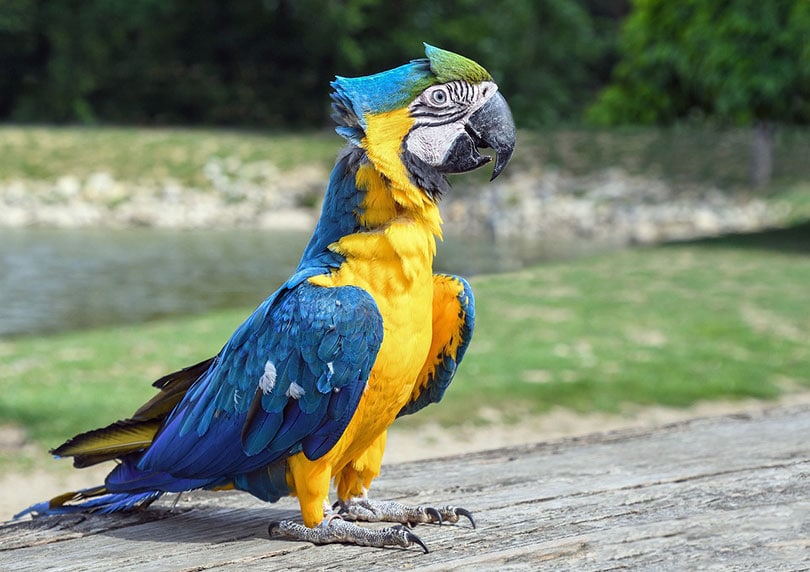 parrot standing on wooden surface