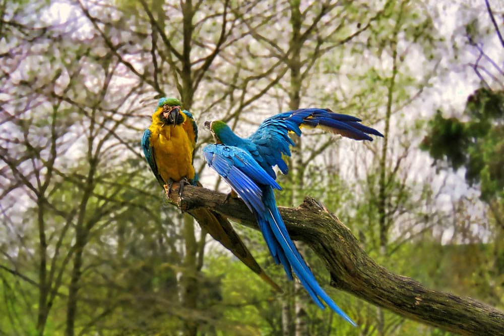 parrots singing