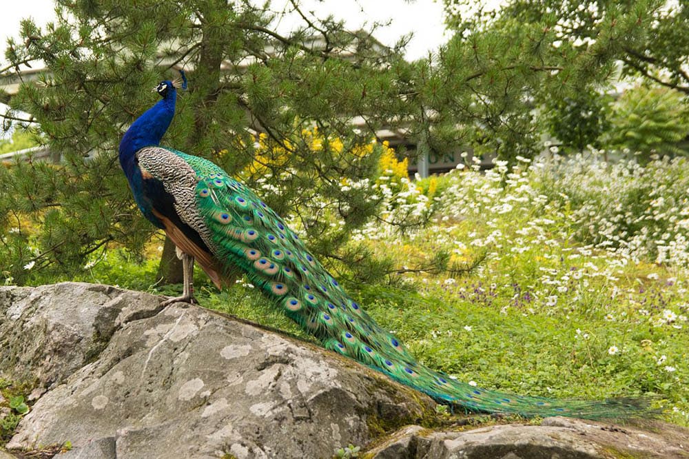 peacock standing on a rock