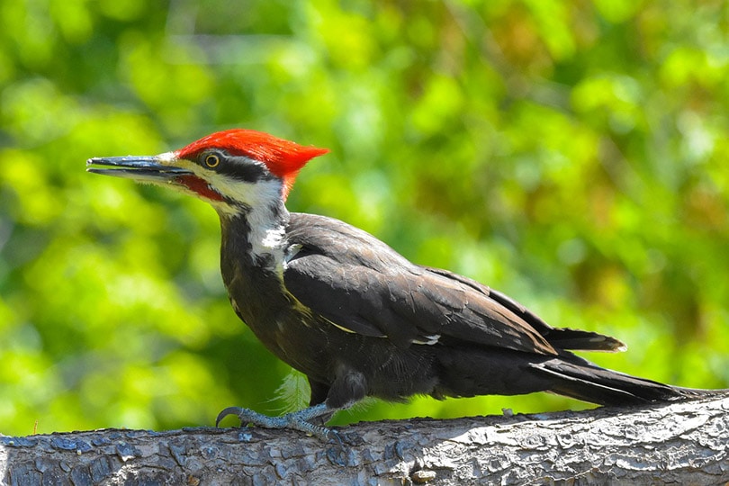 pileated woodpecker bird perching on a tree trunk