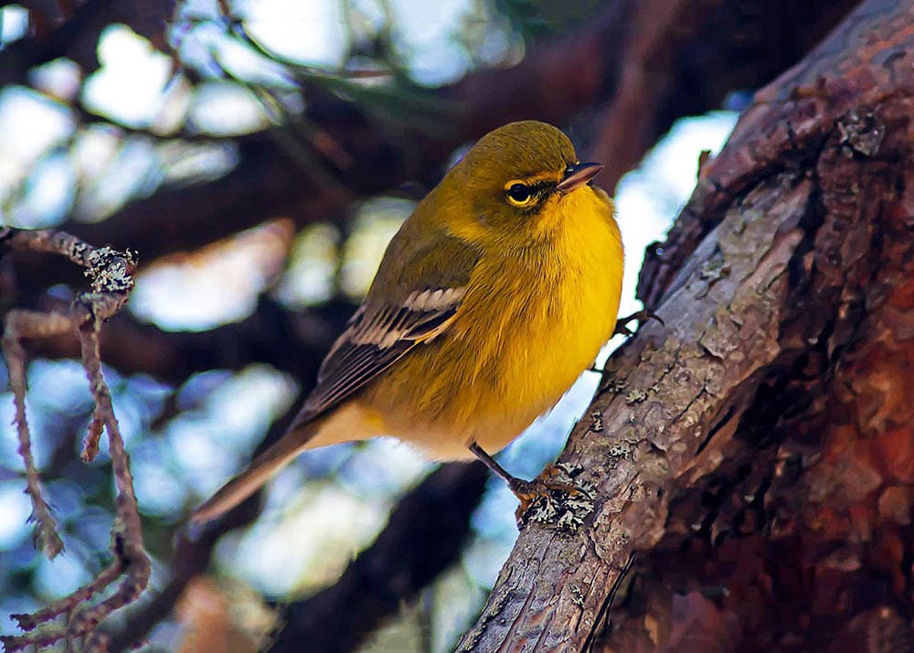 pine warbler up close