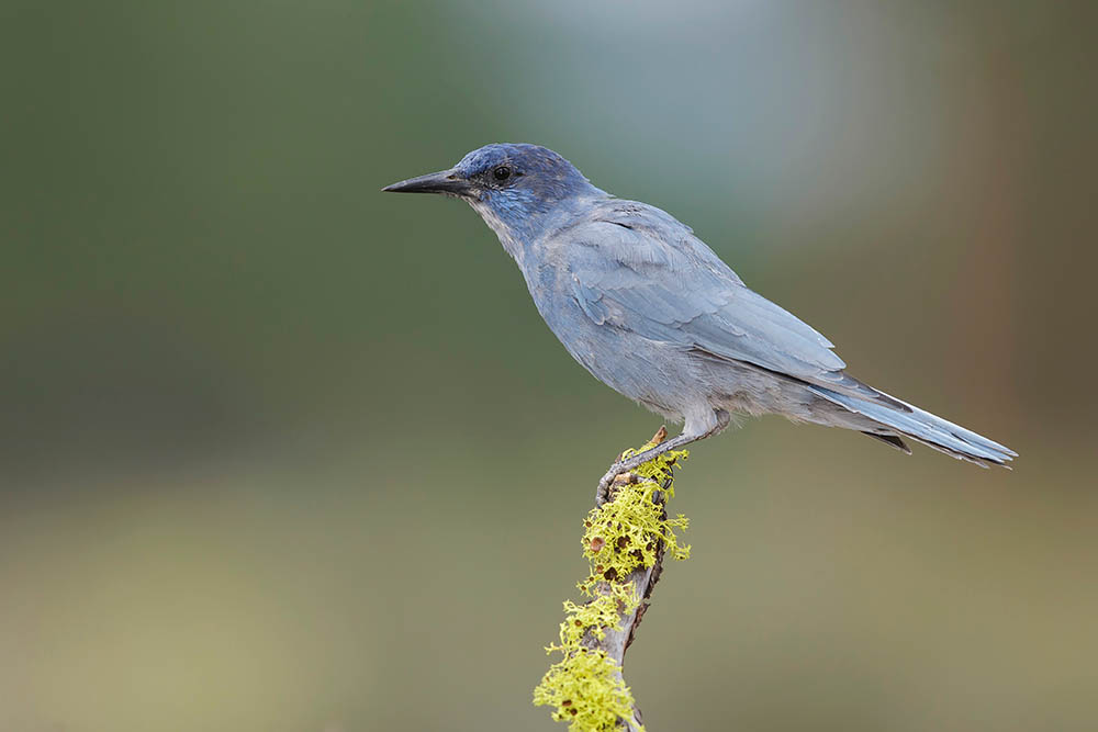 Pinyon Jay perched