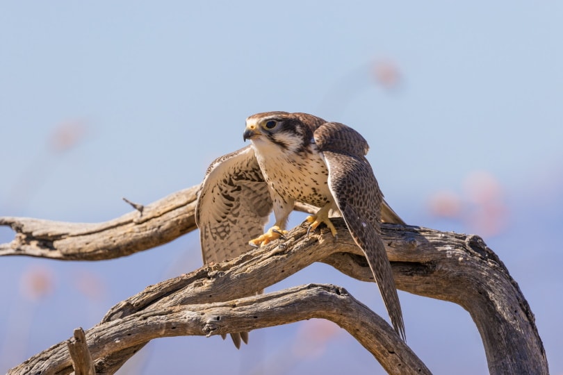 prairie falcon