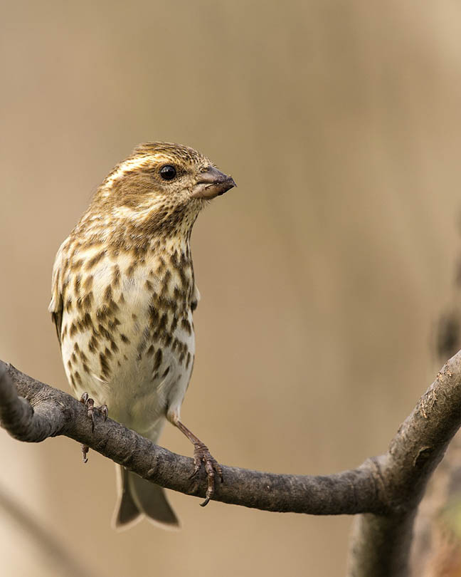 purple finch perched on a branch