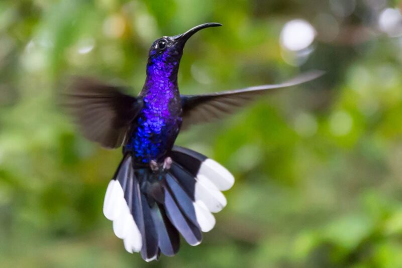 purple hummingbird flying