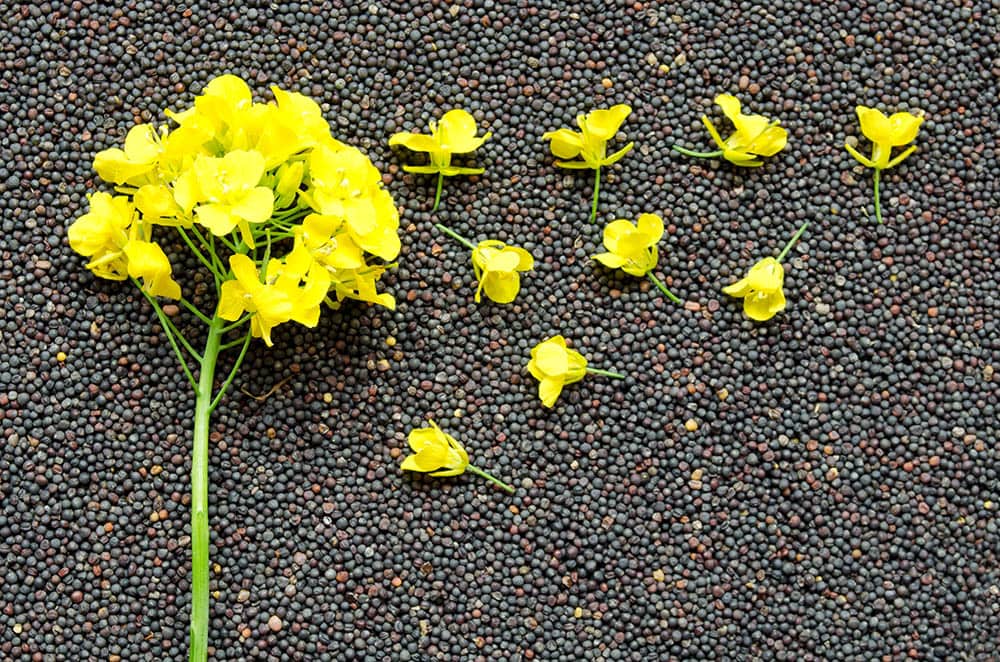 Rapeseeds and plant