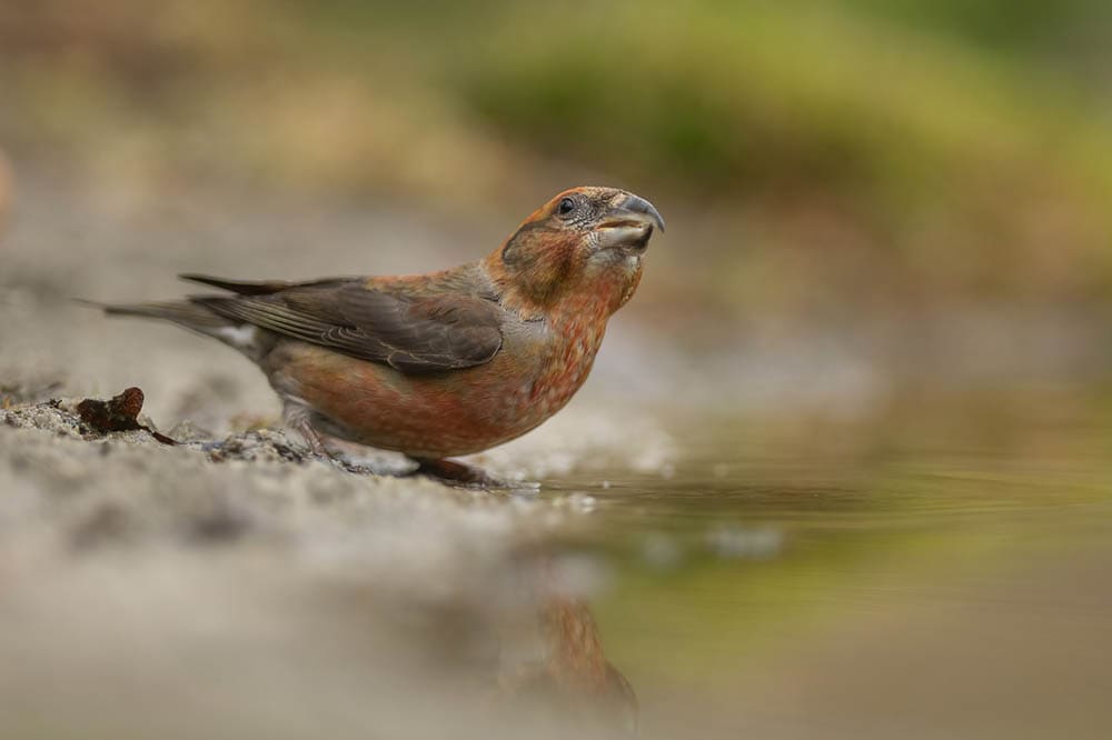 red crossbill on the ground