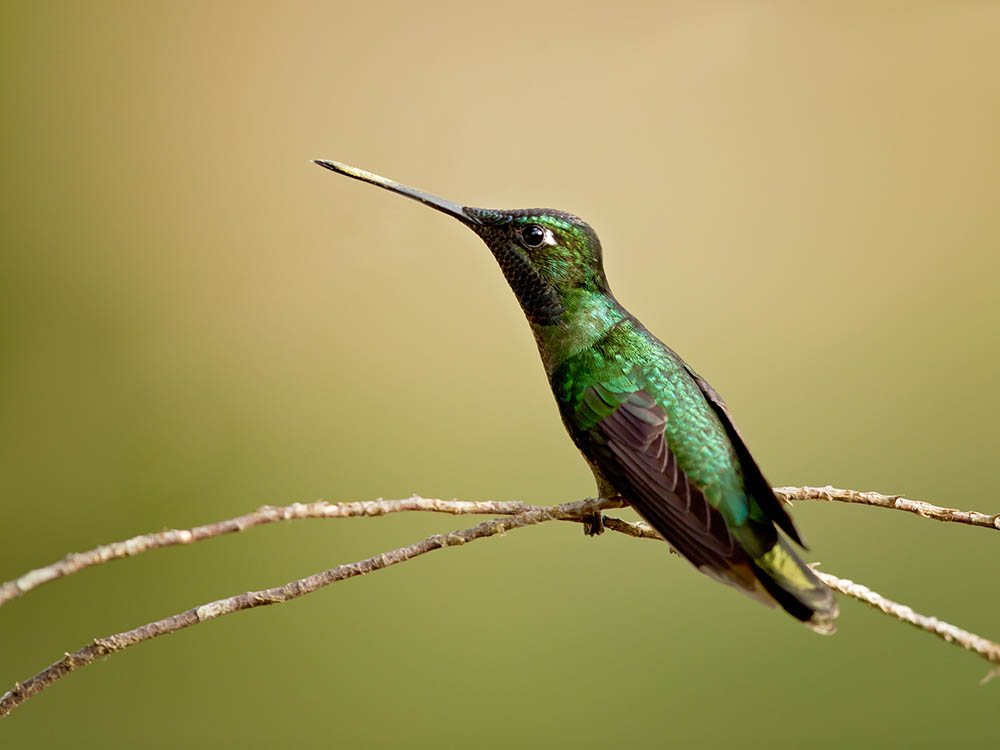 Rivoli's hummingbird