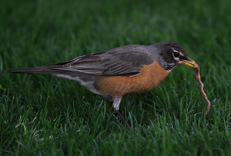 How do Robins & Other Birds Find Worms? Optics Mag