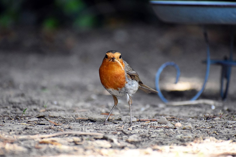 robin bird eating worm