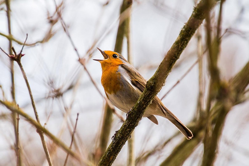 robin bird prched on a tree chirping