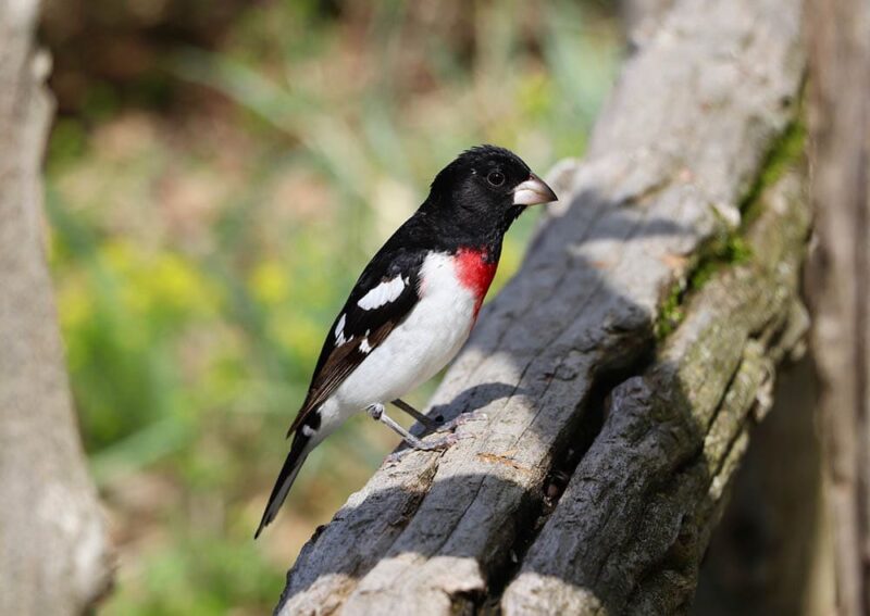 rose-breasted grosbeak perched on the tree