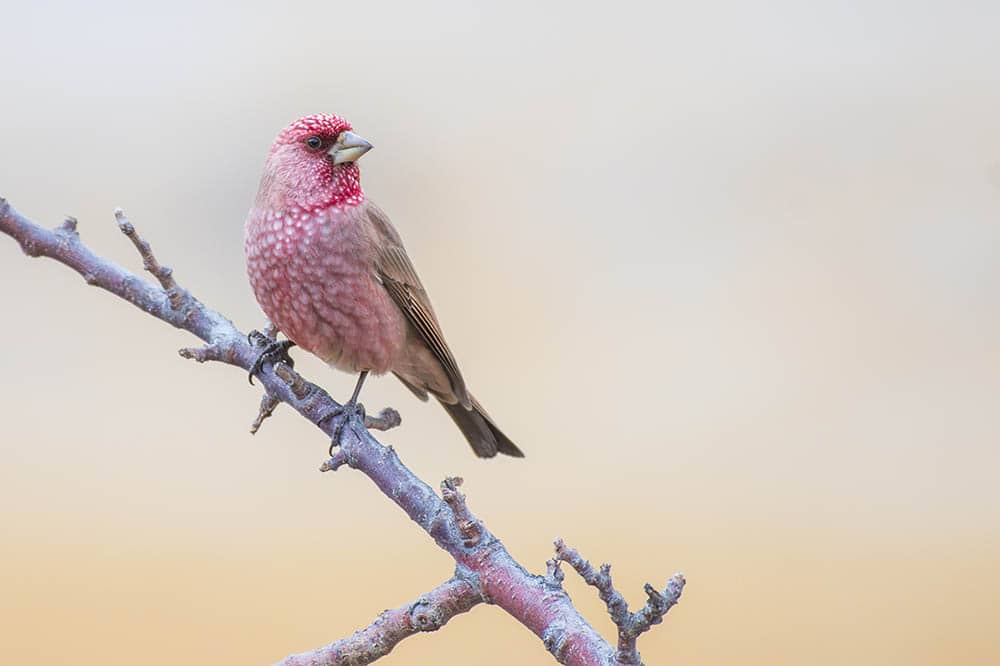 rose finch perched