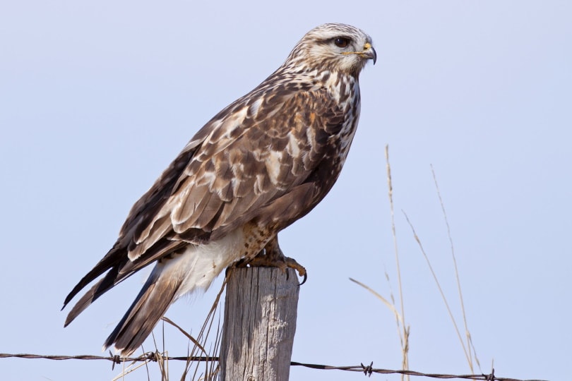 rough legged hawk