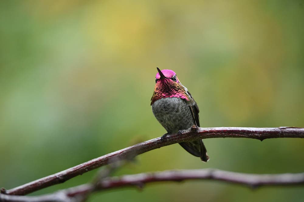 ruby-throated hummingbird perched