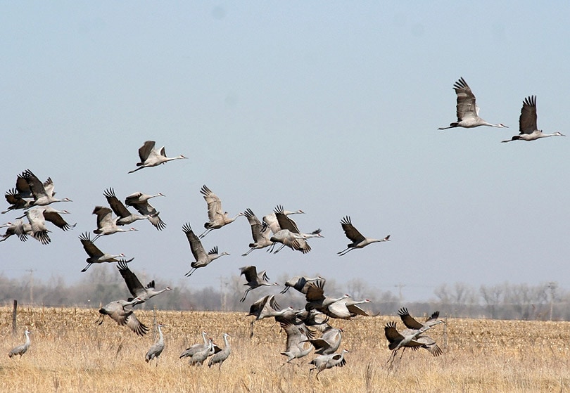 sandhill crane migrating