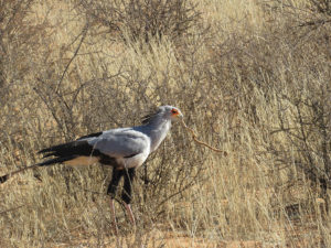 16 Birds That Eat Snakes (With Pictures) - Optics Mag - Belgian Arrived Information On Bird Eating Snakes