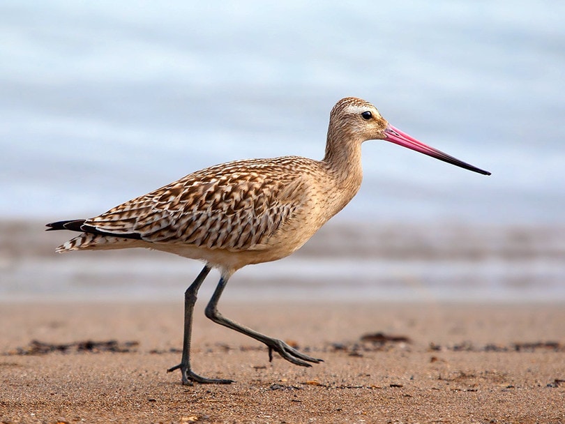 shore bird
