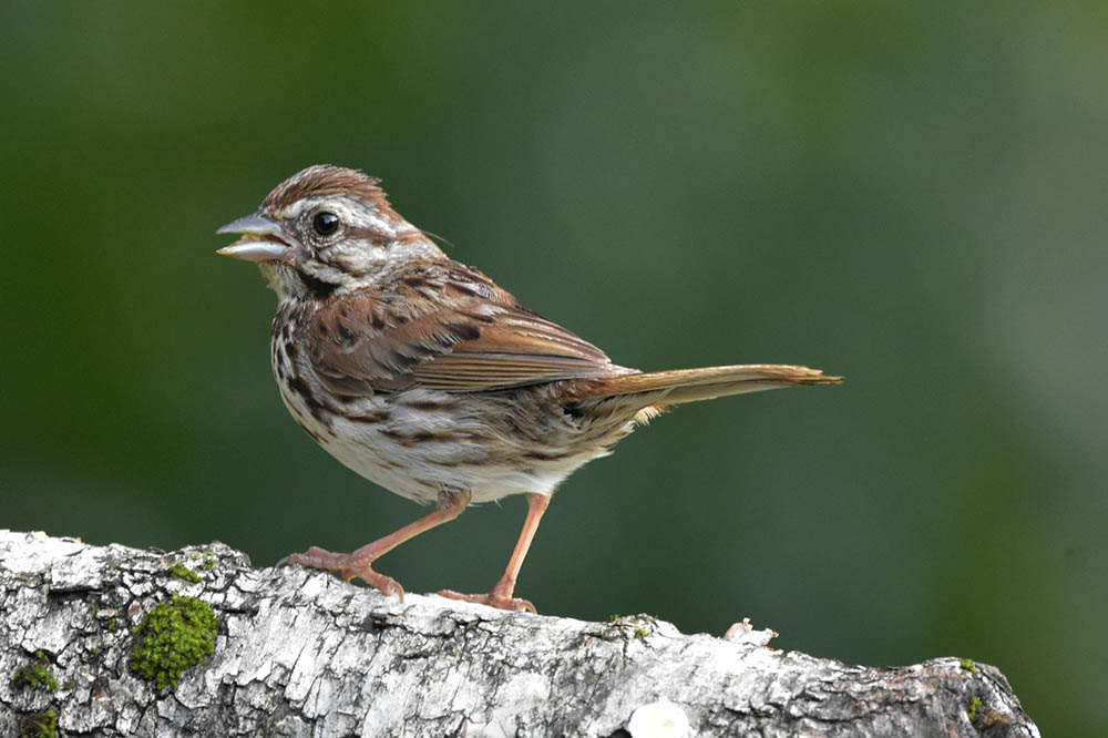 song sparrow perched on birch log