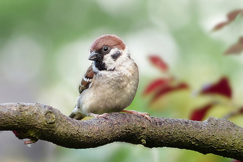 sparrow bird perching on a tree
