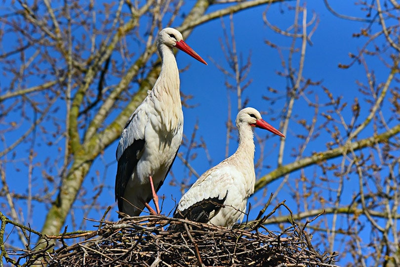 stork birds on a nest