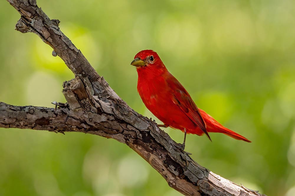 7 Common Red Birds (With Pictures): Info, Pictures, Nesting & Status ...