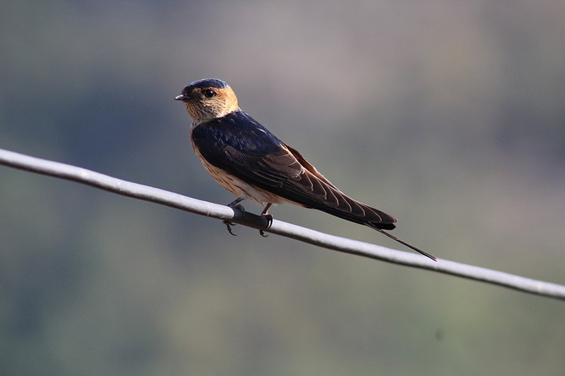 swallow bird perching on a wire