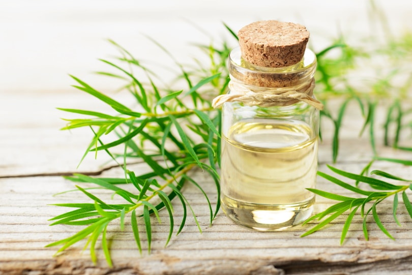 tea tree twig and oil