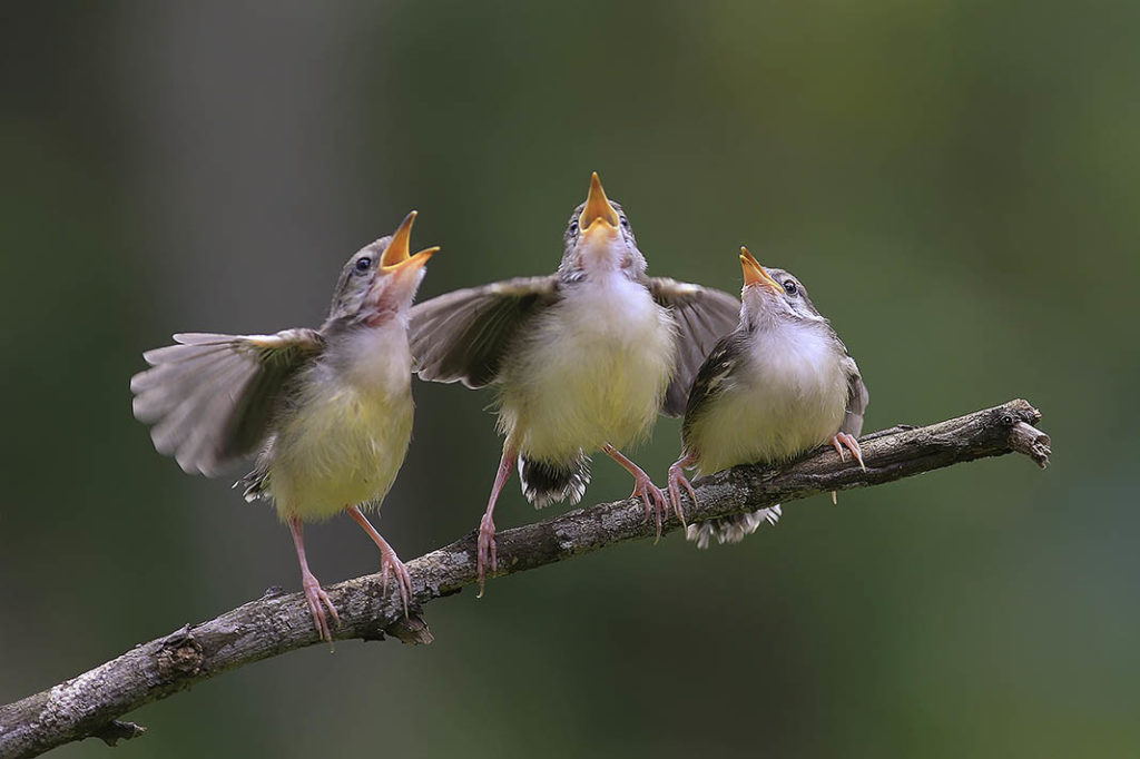 three birds singing