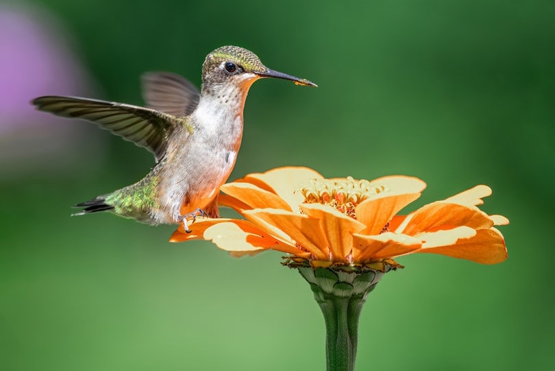 tiny hummingbird sitting on flower