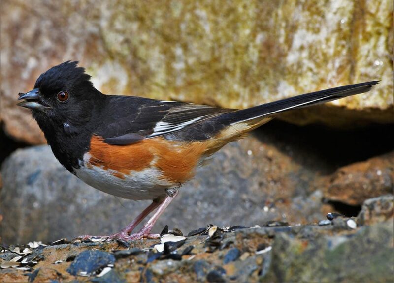 eastern towhee eating