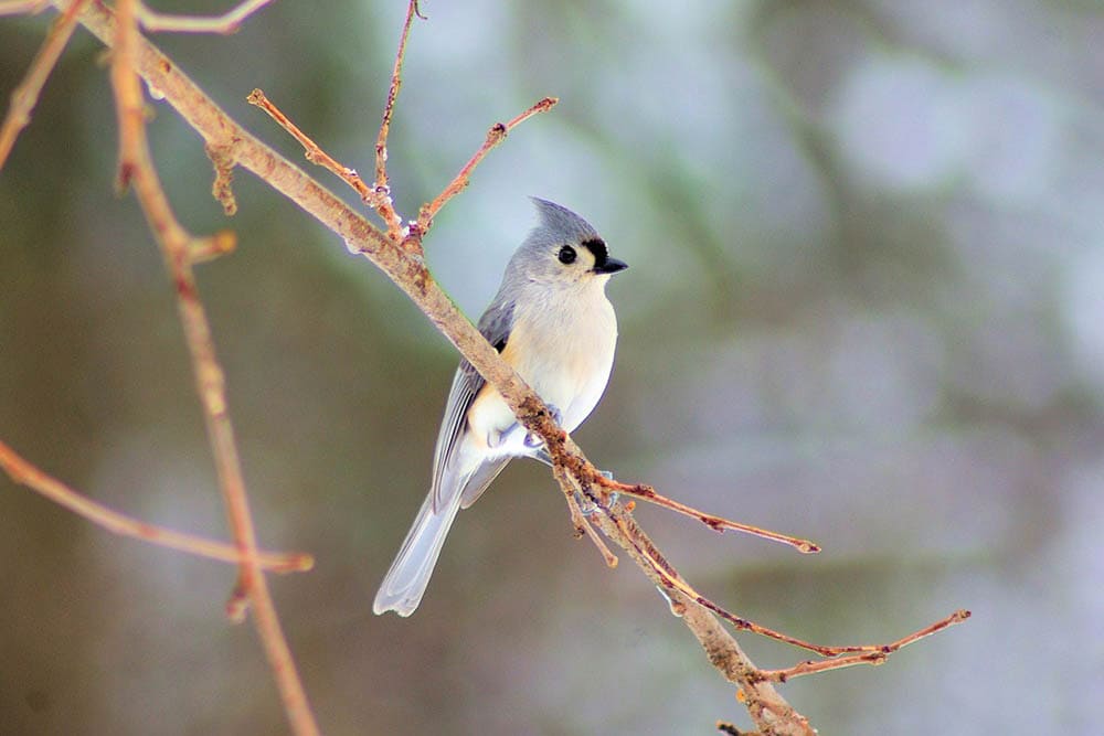 tufted titmouse during winter